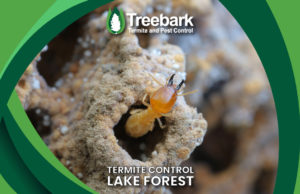 Termite-Control-lake-forest