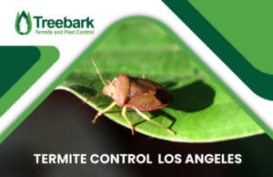 Termite-Control-los-angeles