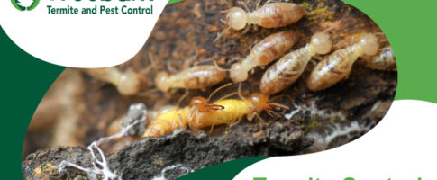 Termite-Control-palos-verdes-estates