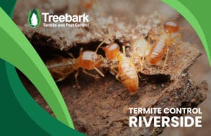 Termite-Control-riverside