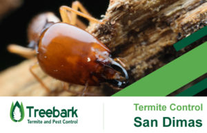 Termite-Control-san-dimas