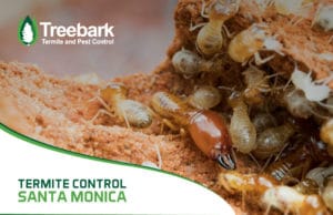 Termite-Control-santa-monica