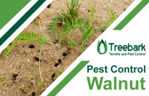 Pest-Control-Walnut