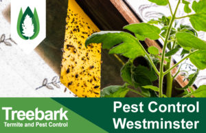Pest-Control-Westminster