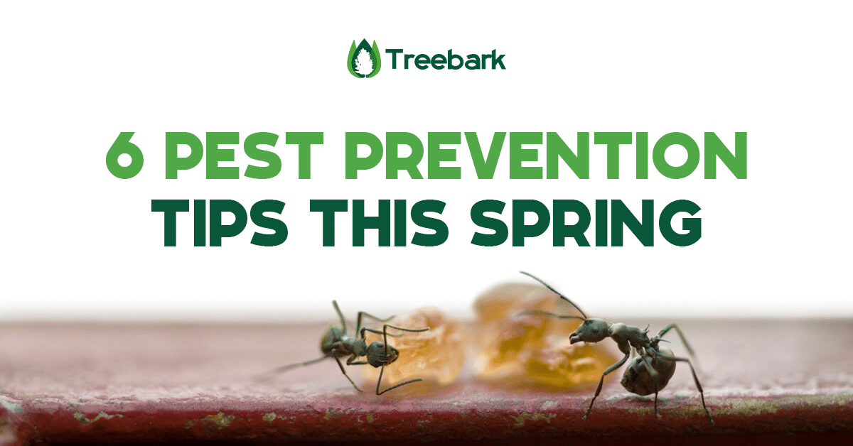 Pest prevention tips for spring