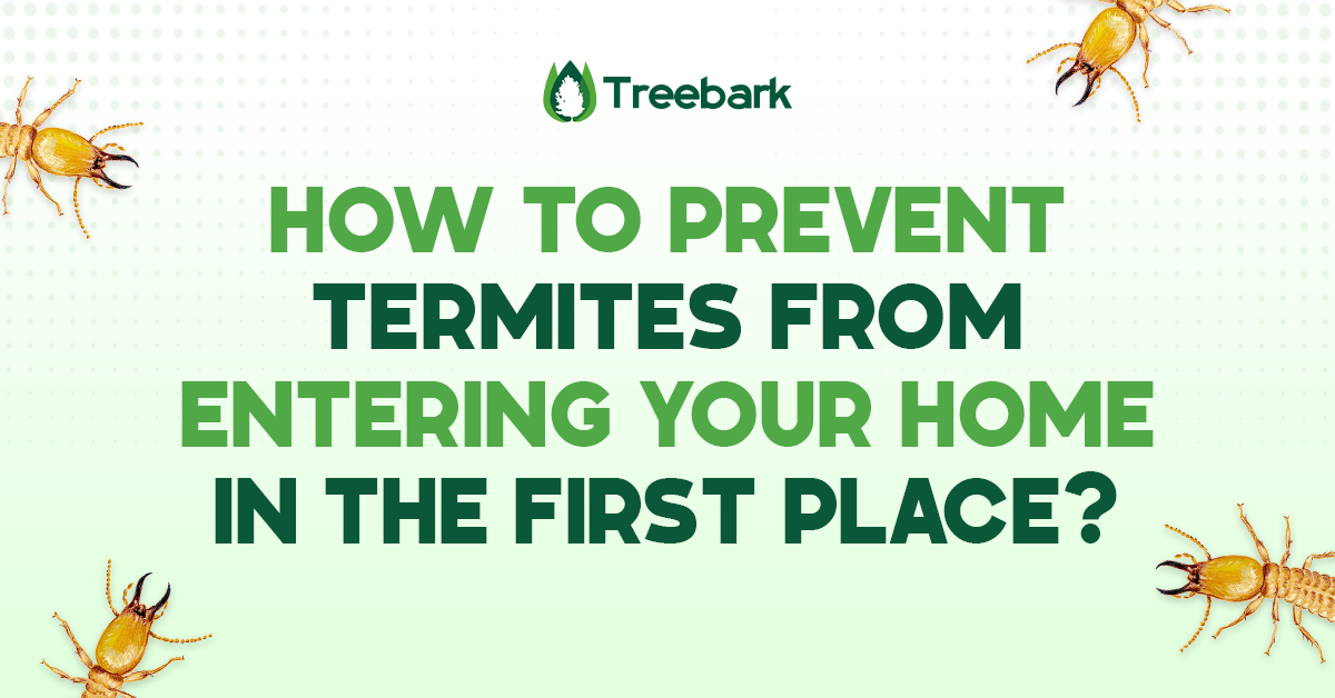 How to Prevent Termites from Entering Your Home