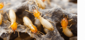 Termites can harm you