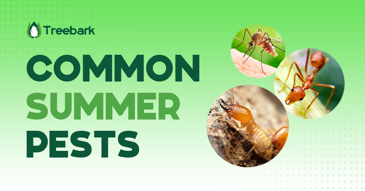 Common Summer Pests