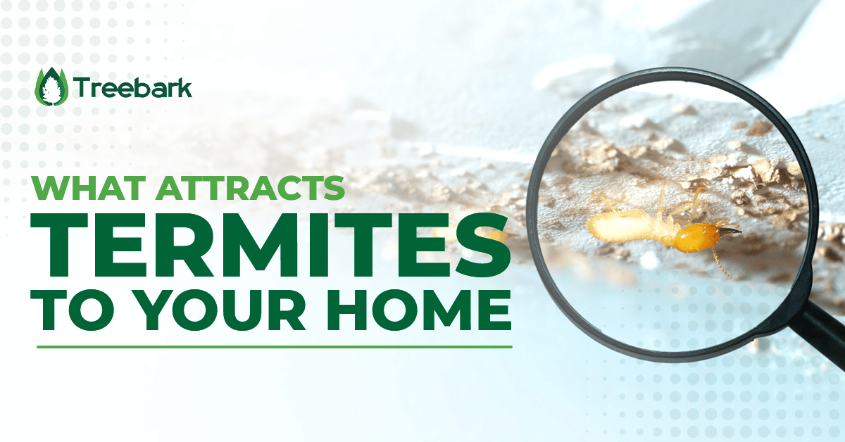 What Attracts Termites