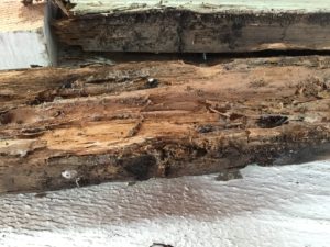 Termite Inspection for Termite Control Orange County