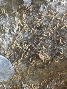 Drywood Termites Eating Wood