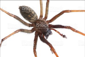 Hobo Spider - Treebark Termite and Pest Control