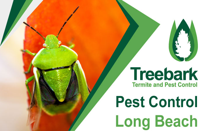 Pest Control in Long Beach A Comprehensive Guide