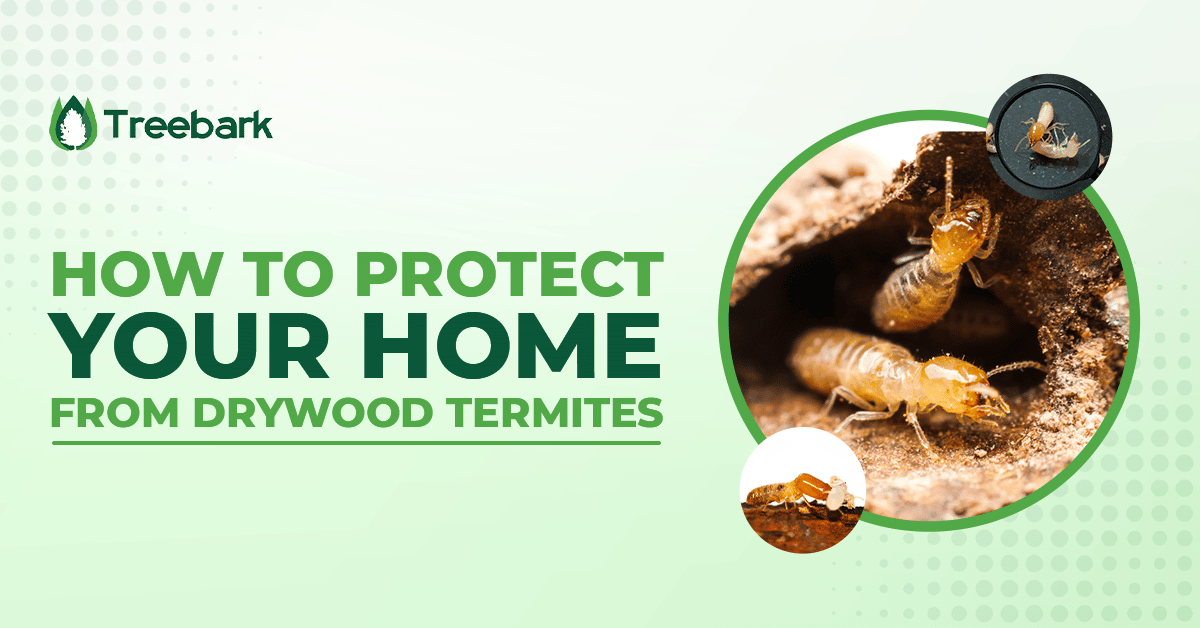 How To Protect Your Home From Drywood Termites Treebark Termite And Pest Control Services