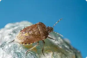 bed bugs