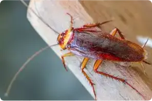 cockroach