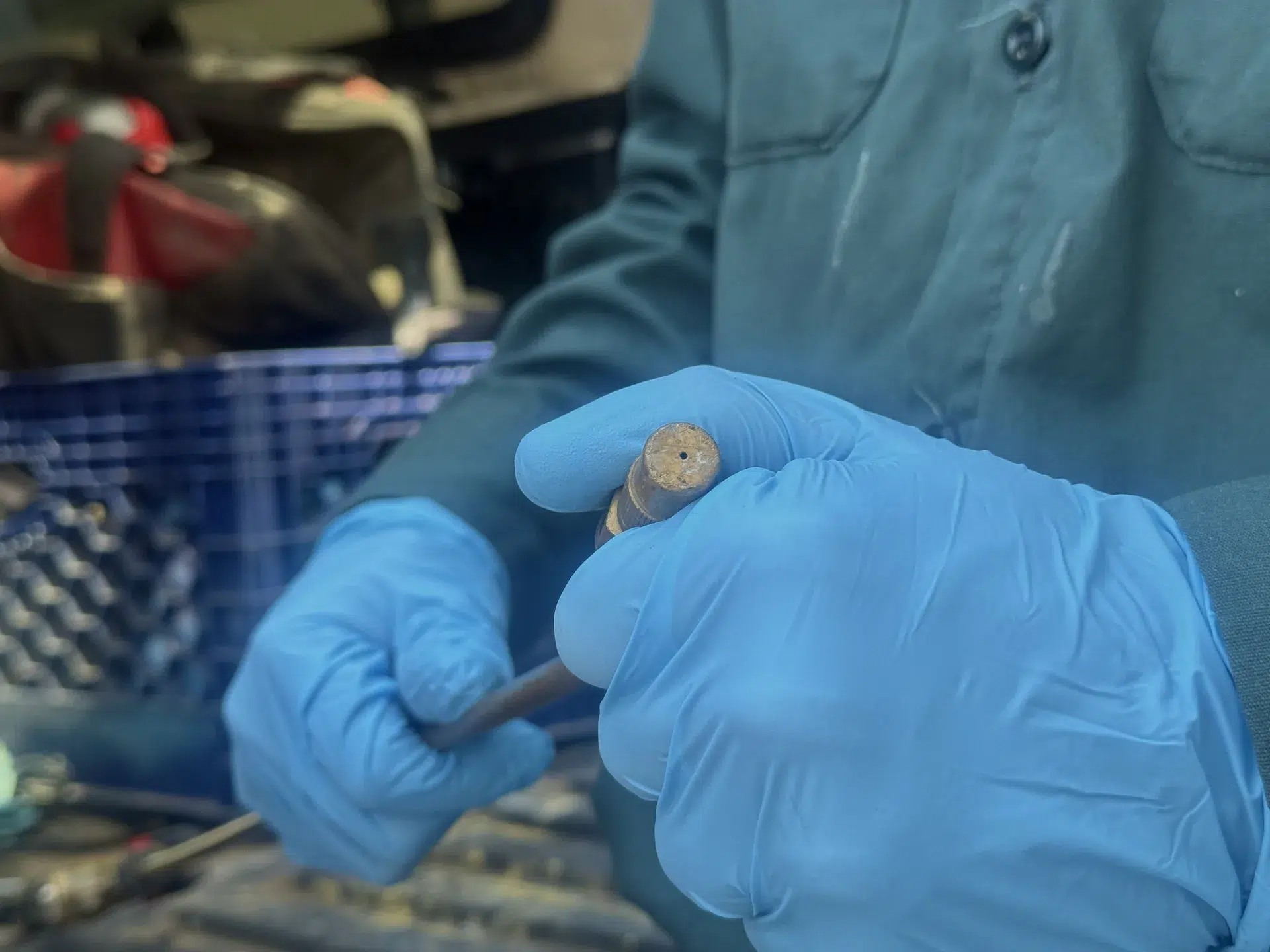 Treebark termite inspection and treatment insights