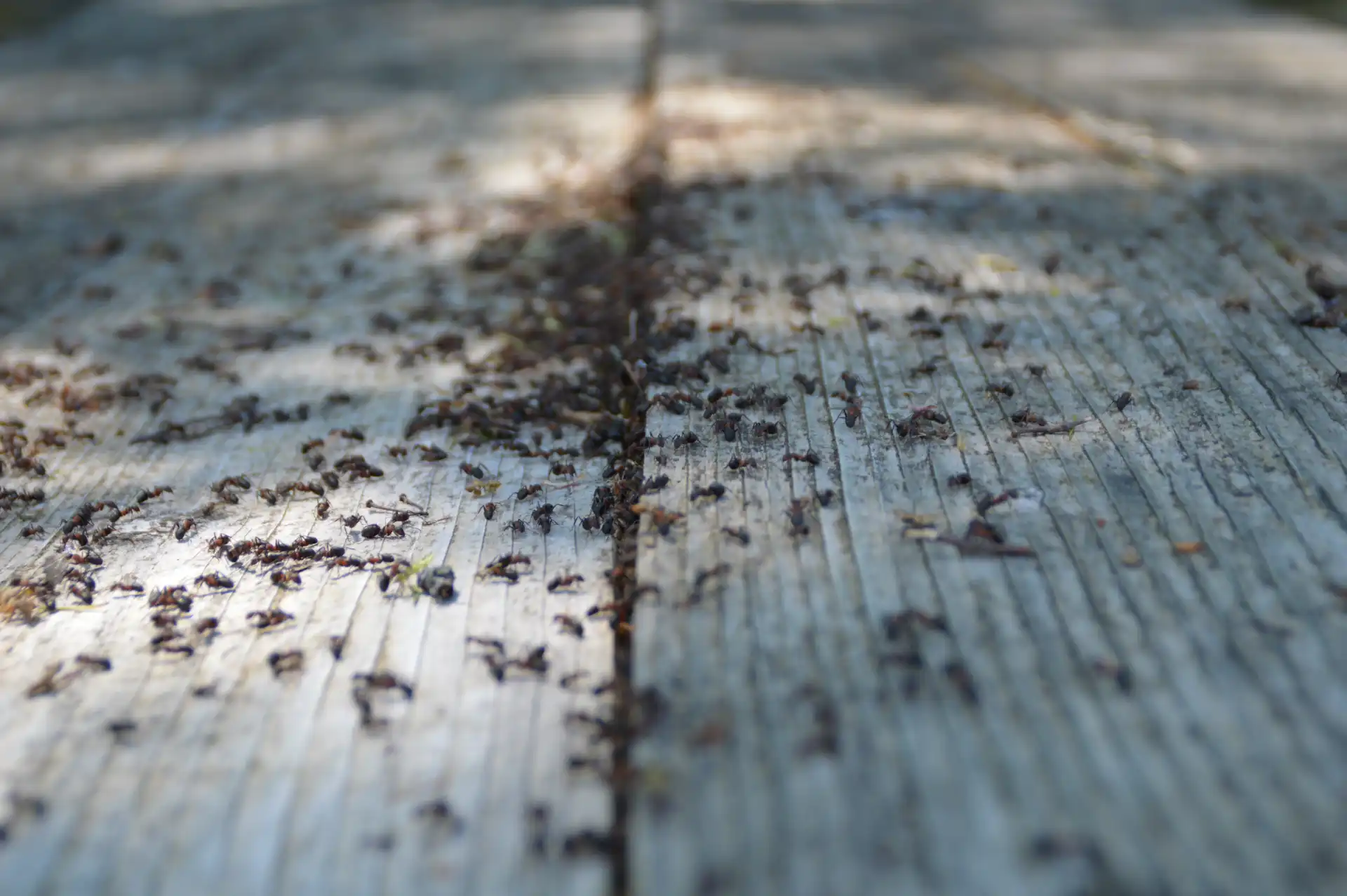 ants-on-wooden-rustic-table-2026-01-08-22-03-55-utc
