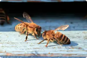 bees