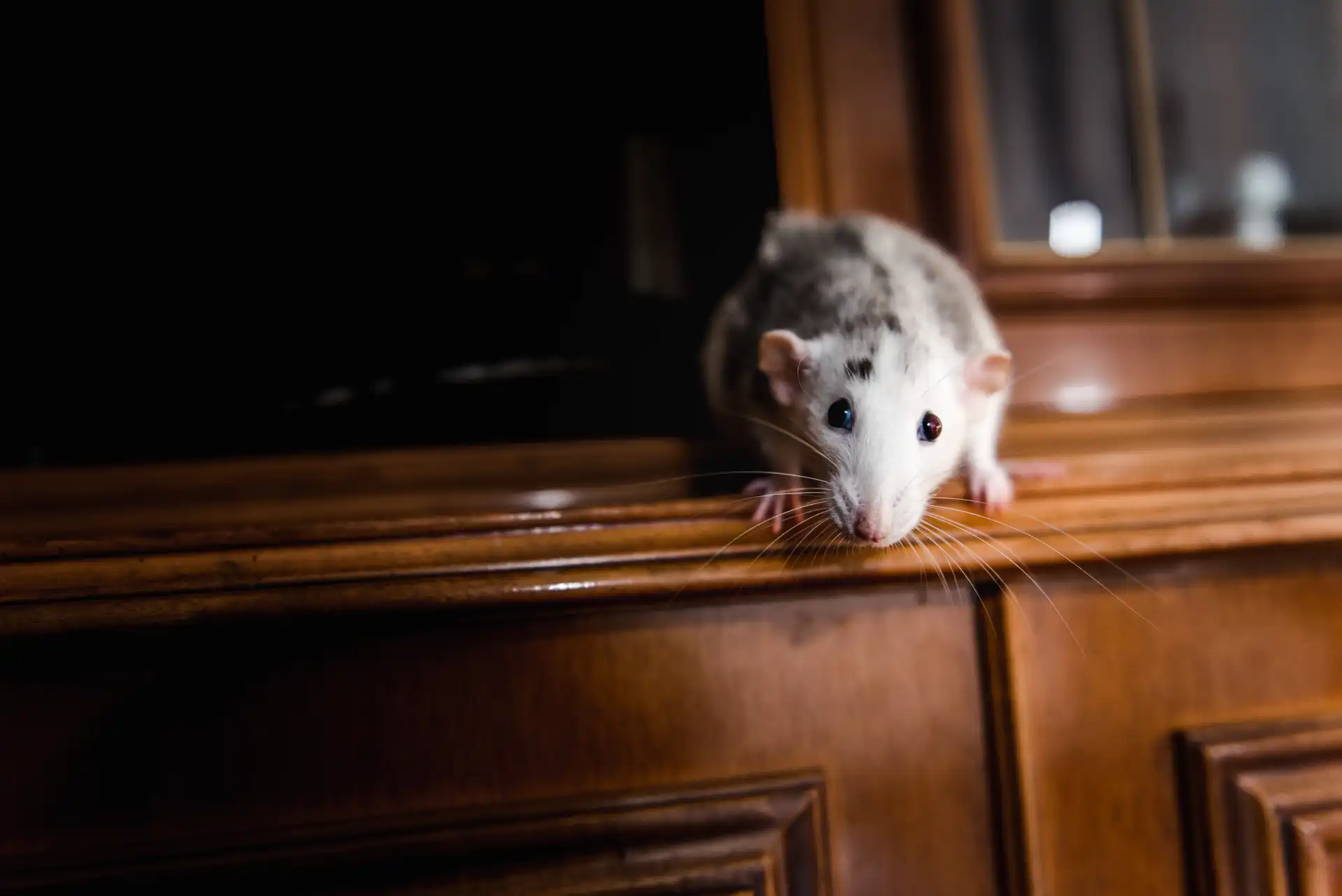 funny-domestic-rat-2026-01-09-00-56-38-utc