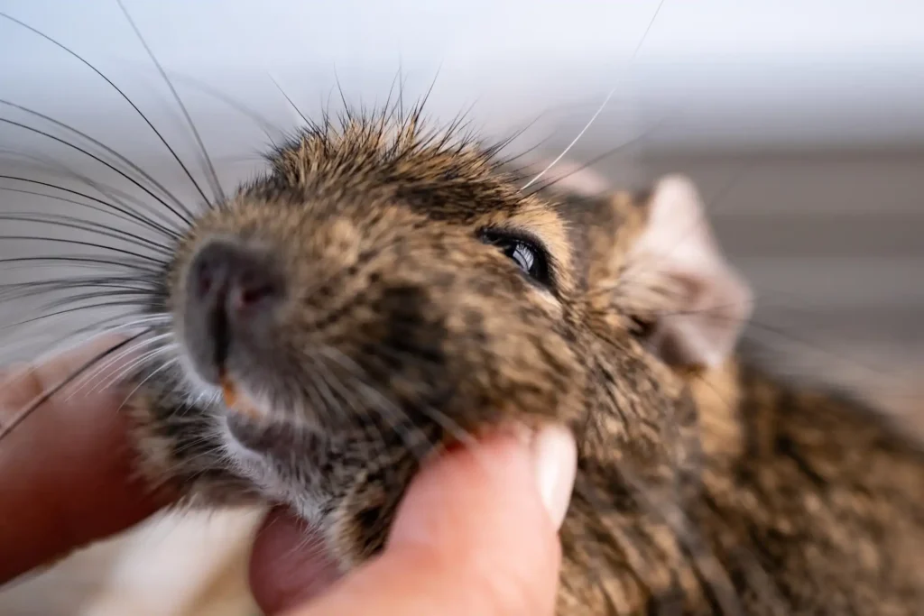 little domestic squirrel degu 2026 01 08 07 06 52 utc