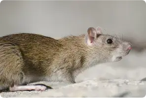 rodent