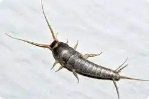 silverfish