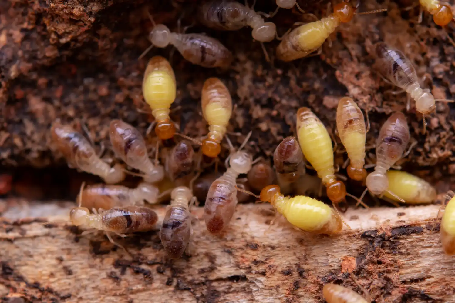 termites eat wooden planks damage of a wooden hou 2026 01 07 00 28 00 utc