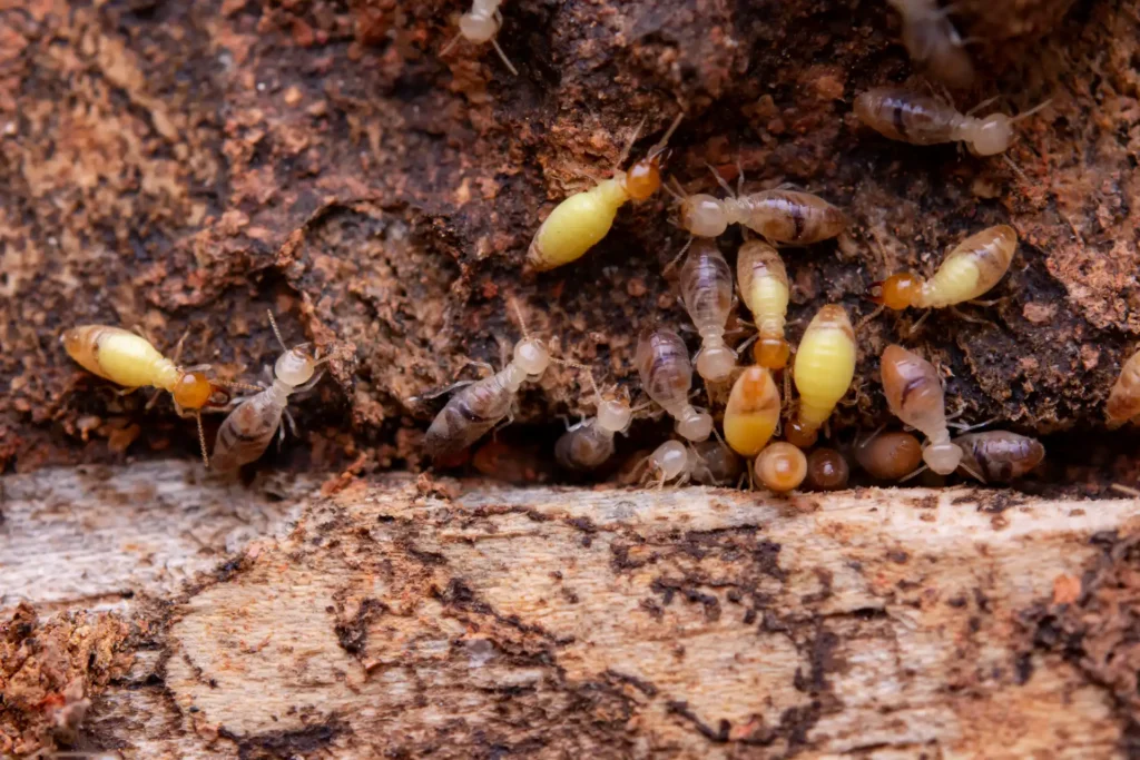 termites-eat-wooden-planks-damage-of-a-wooden-hou-2026-03-16-04-37-46-utc