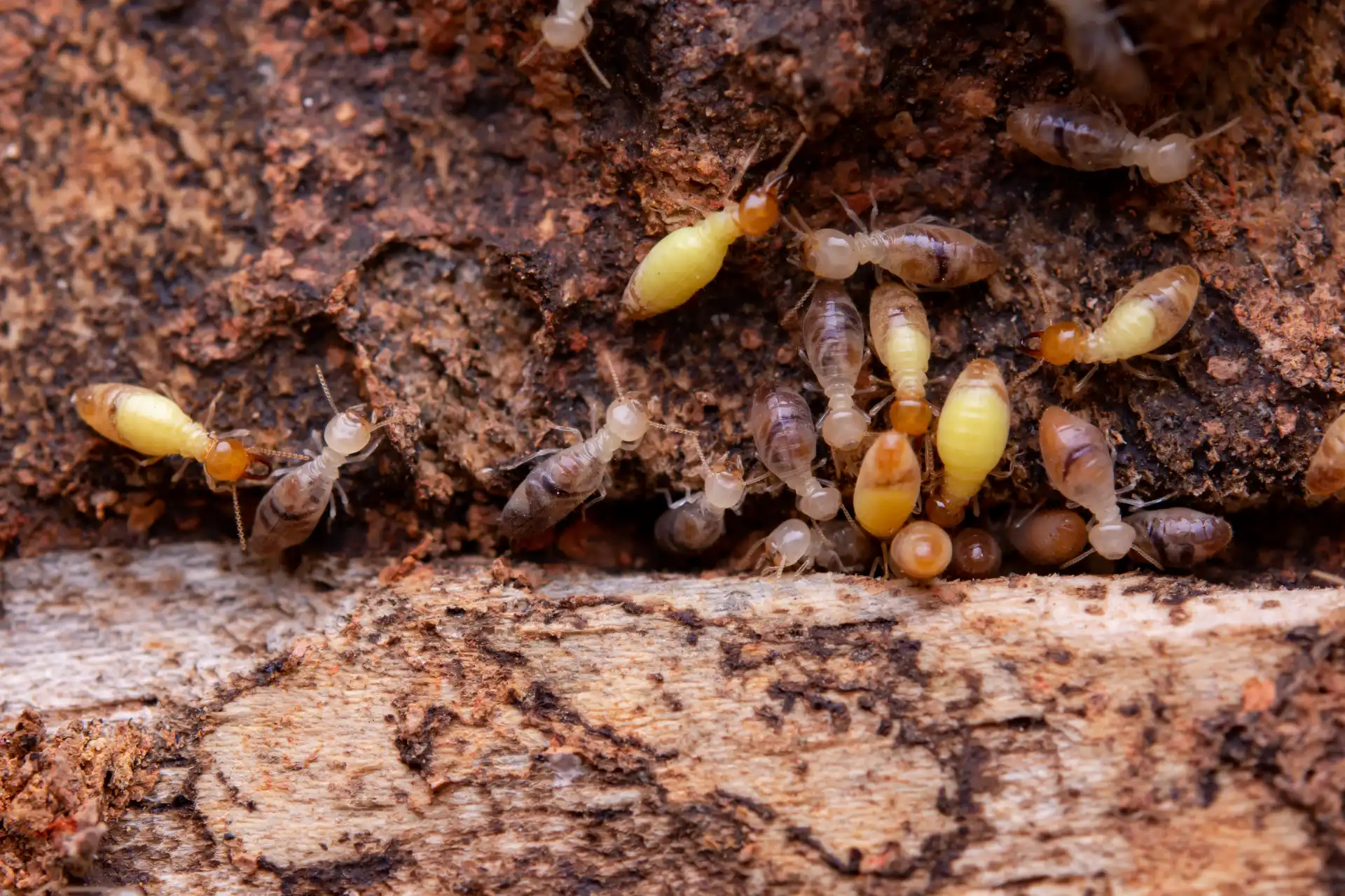 Costa Mesa 14 termites-eat-wooden-planks-damage-of-a-wooden-hou-2026-03-16-04-37-46-utc