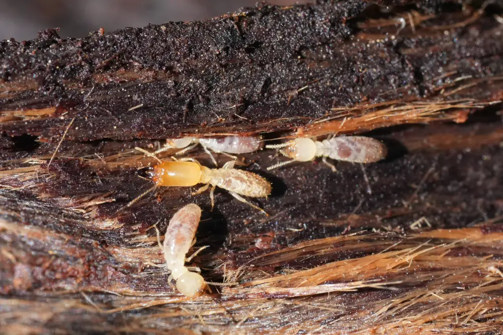 termites inside wood tunneling and eating the wood 2026 03 18 12 13 41 utc