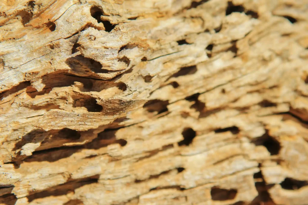 textured-background-of-a-termite-damaged-log-woo-2026-01-11-10-25-41-utc