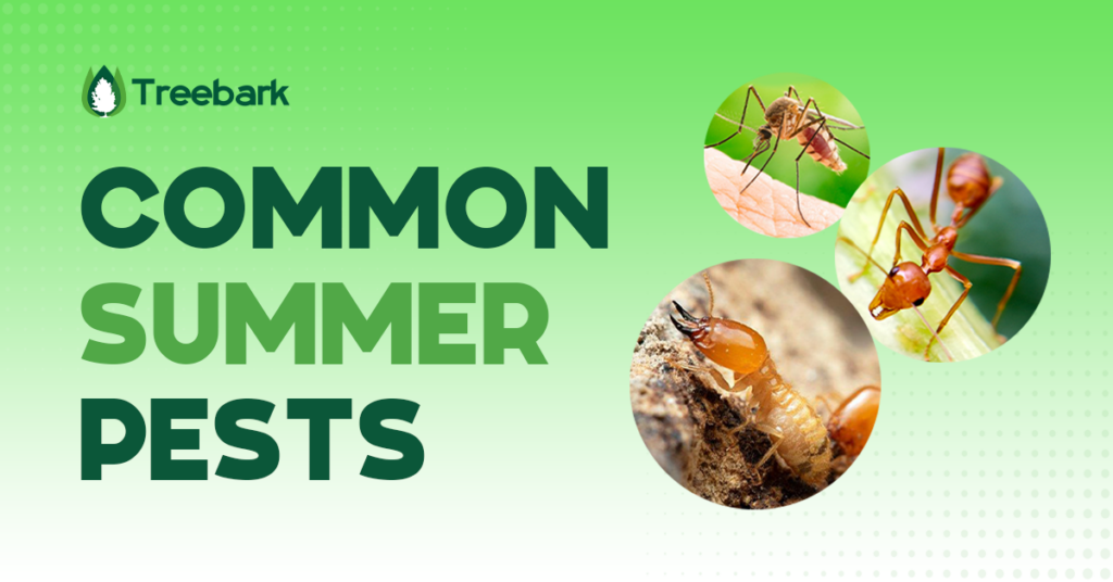 The 5 Common Summer Pests You Would Encounter This Season 5 1 2