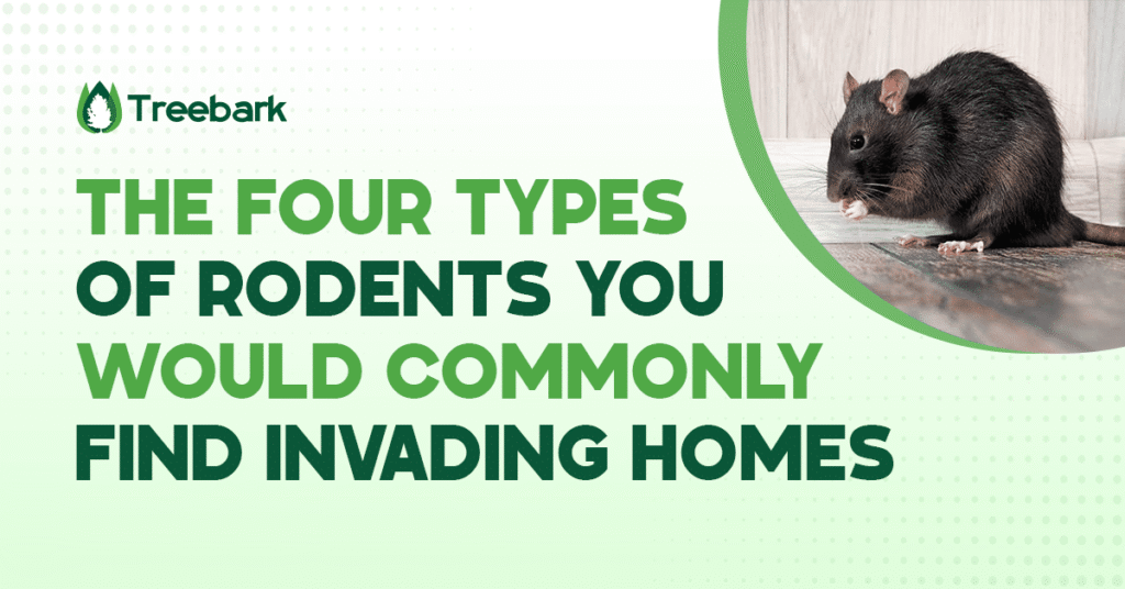 4 Types of Rodents You Would Commonly Find Invading Home 4 1 2 2