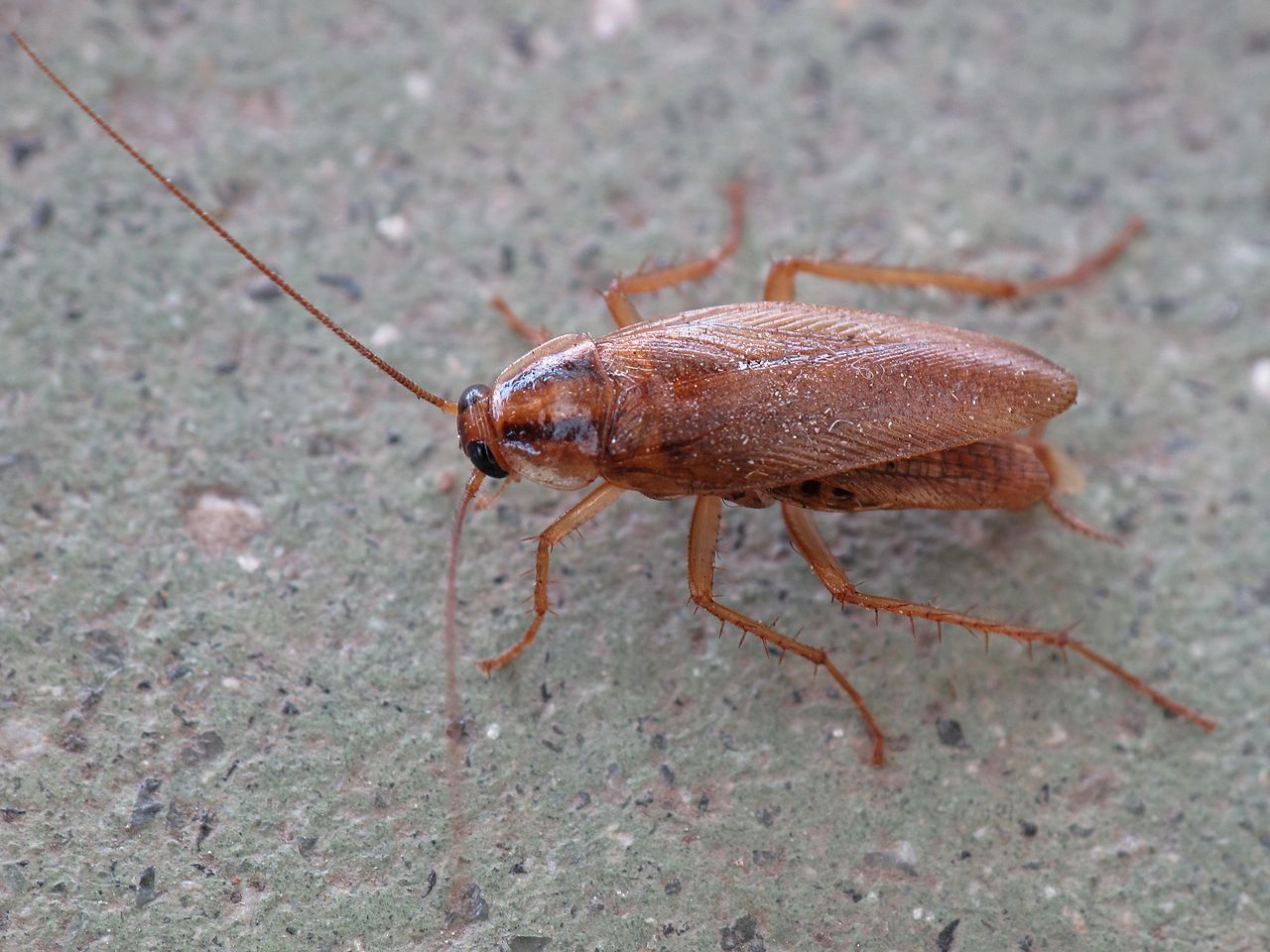1280px Blattodea. Cascuda. Santiago de Compostela 1