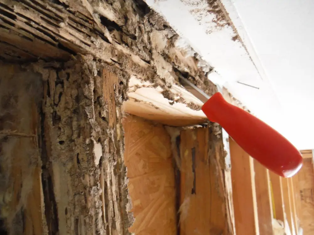 Termite Control in Brea