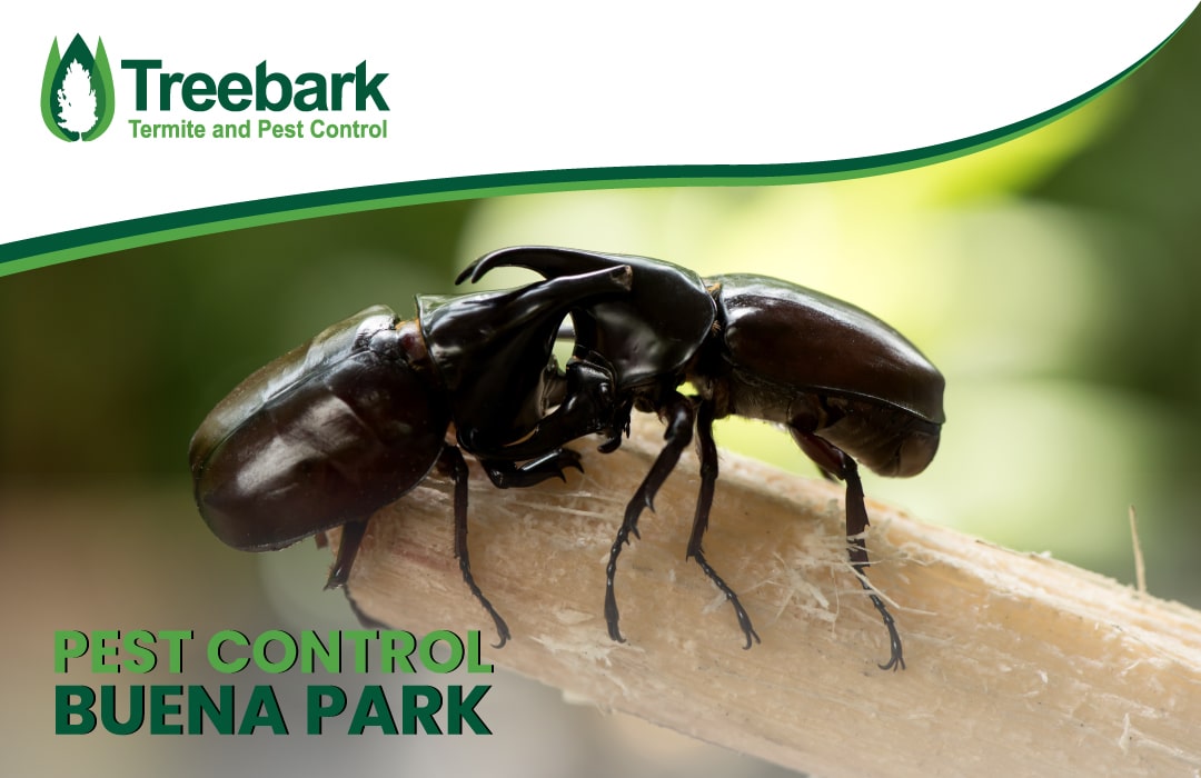 Pest Control buena park