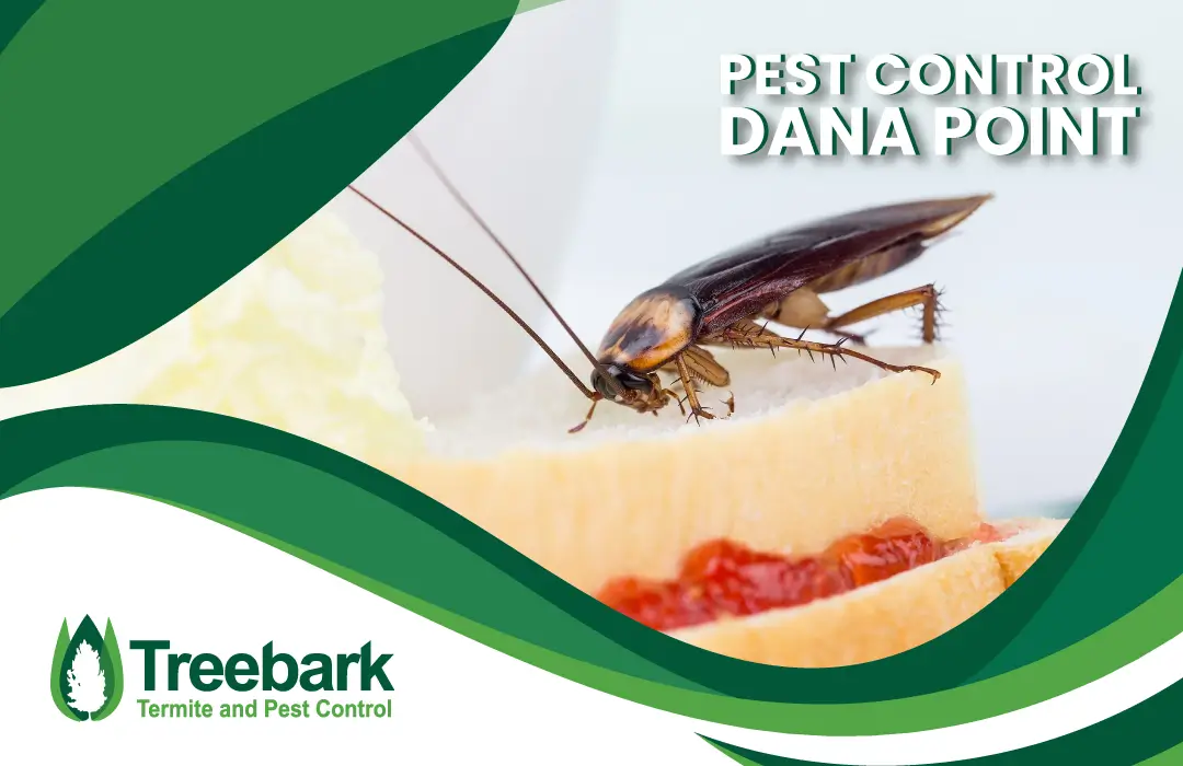 Pest Control dana point