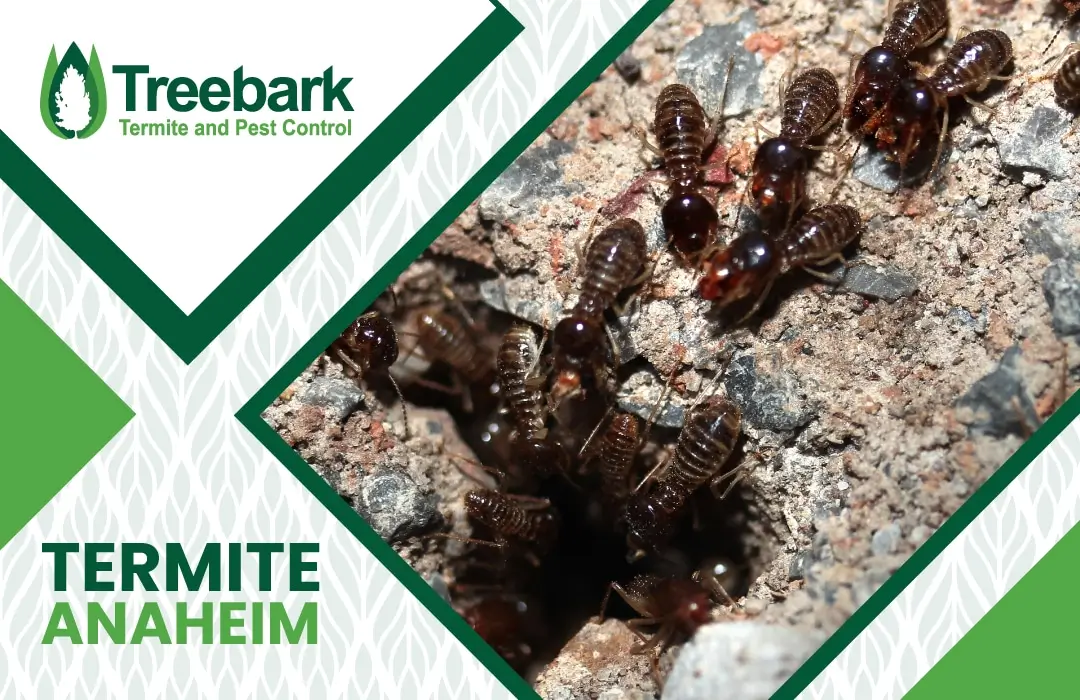 Termite Control anaheim