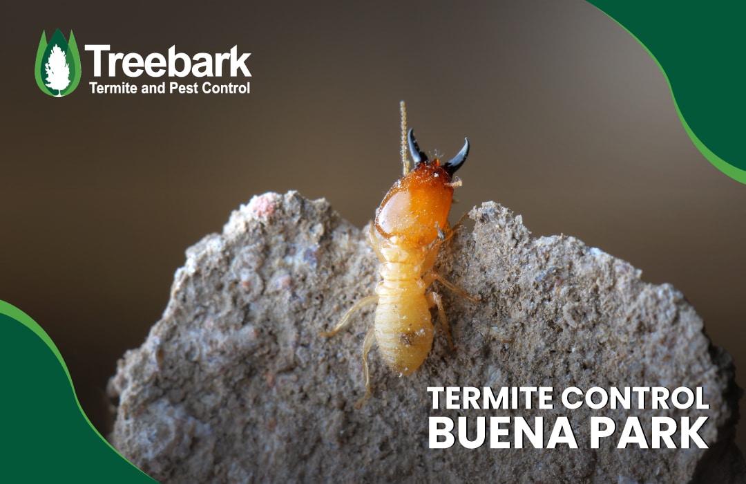 Termite Control buena park