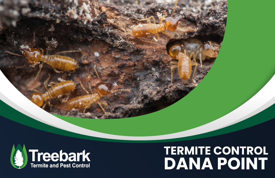 Termite Control dana point
