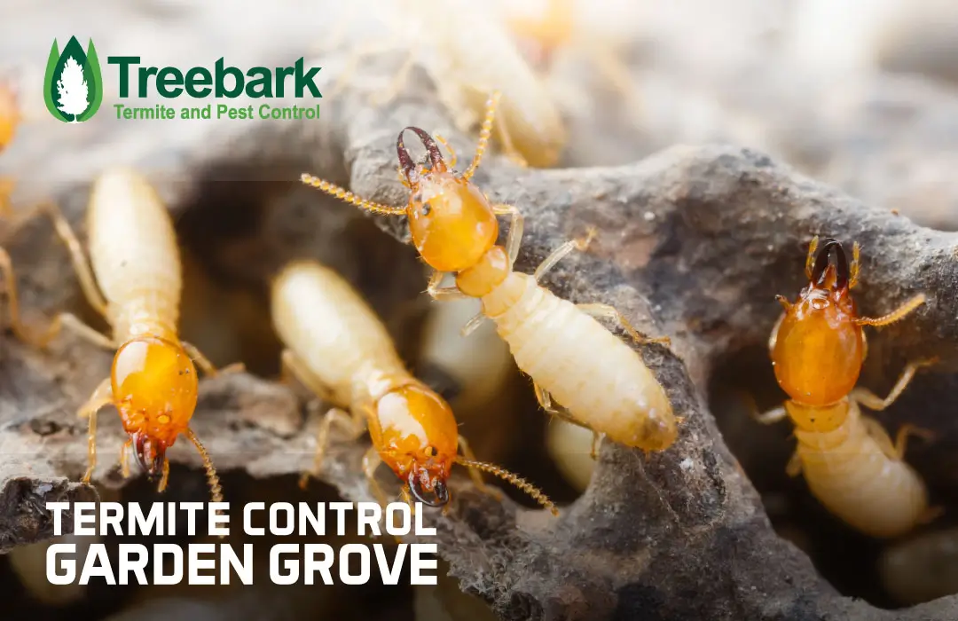 Termites crawling on wood with Treebark Termite and Pest Control logo and text saying Termite Control Garden Grove
