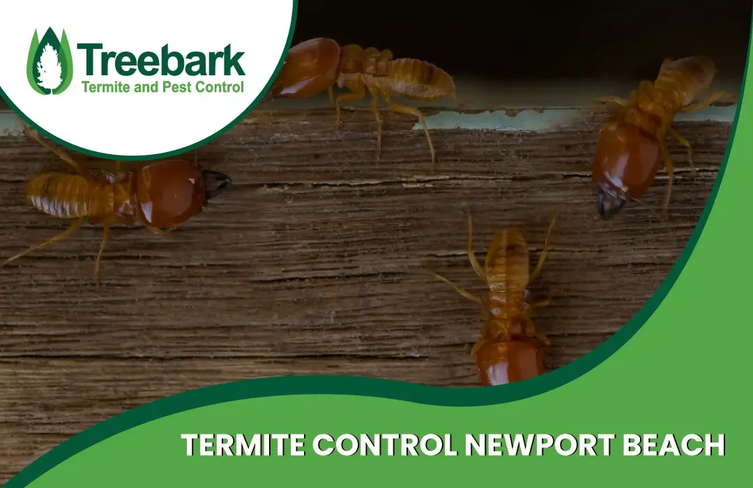 Termite Control newport beach