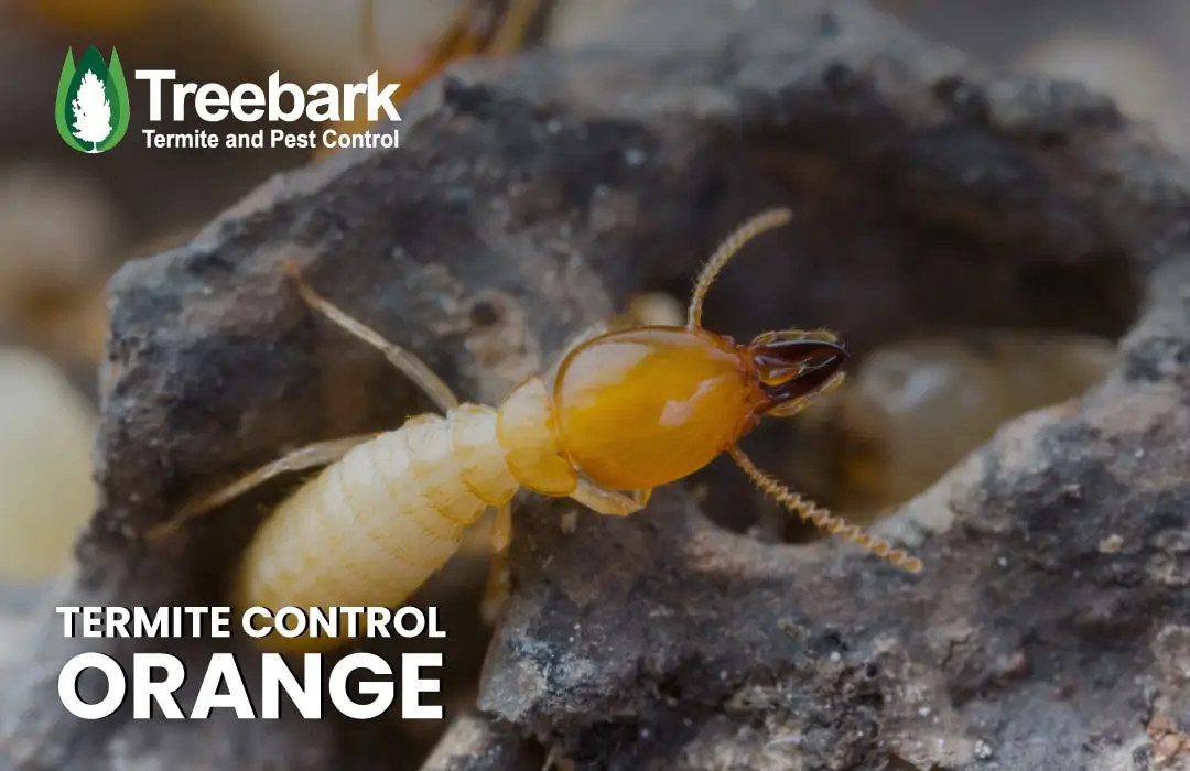 Termite Control orange