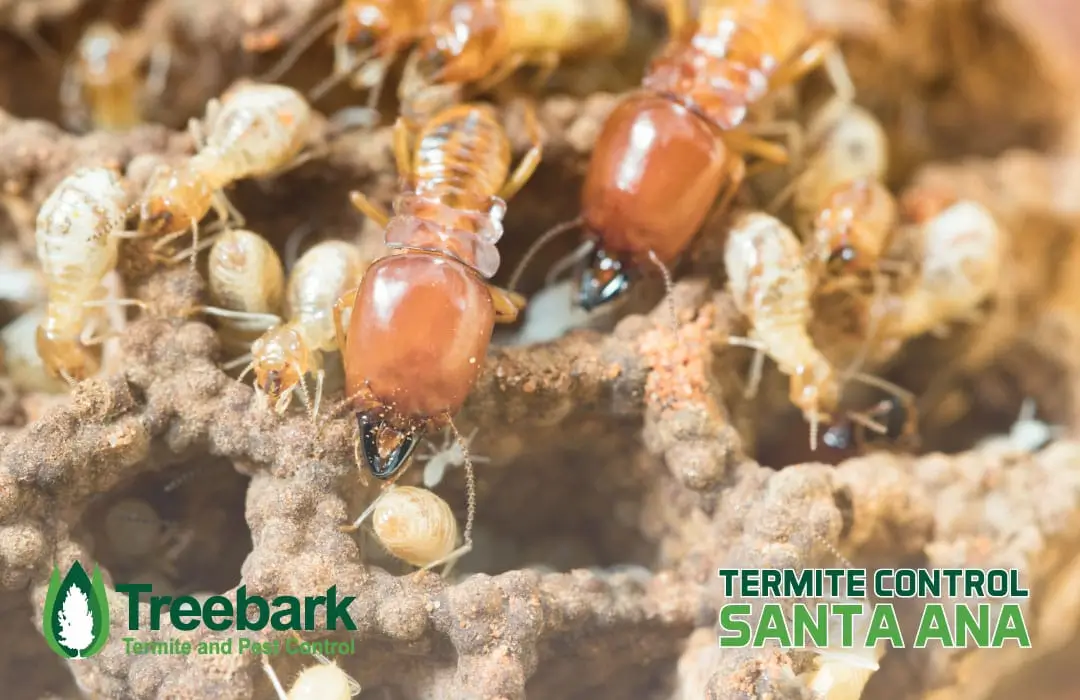 Termite Control santa ana
