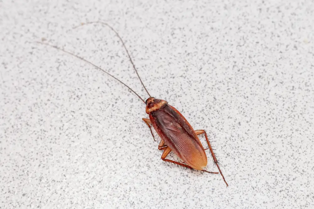 Bellflower 6 a vivid macro shot of a live cockroach on a speckl 2026 03 17 19 33 06 utc