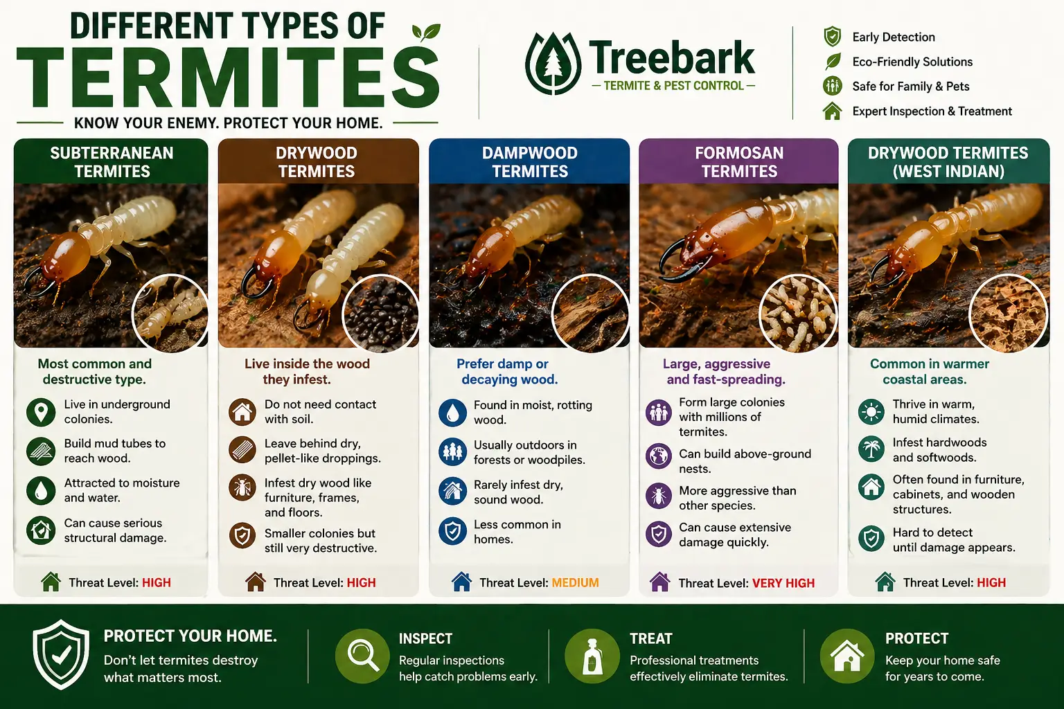 different type of termites