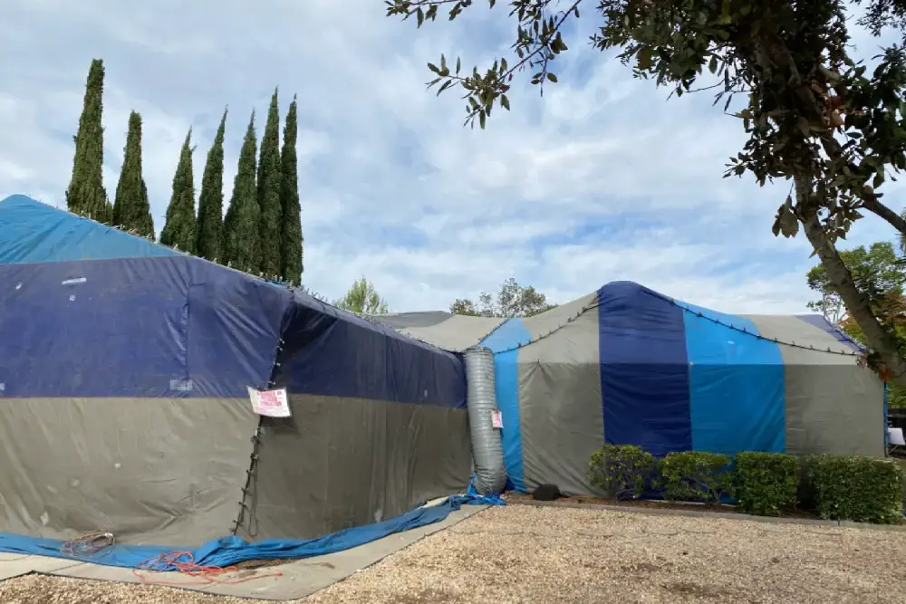 Arcadia 31 fumigation termite control