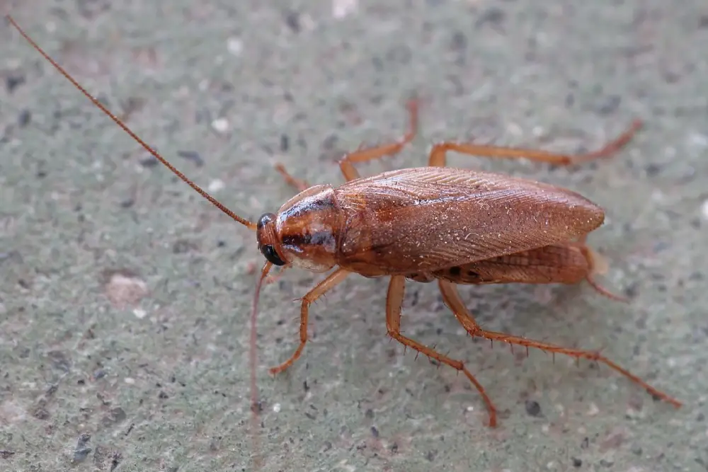 Bellflower 5 german cockroach