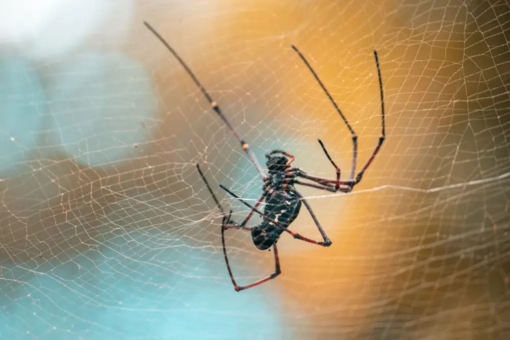 Bellflower 8 giant golden orb weaver netting underneath view 2026 03 09 23 10 44 utc